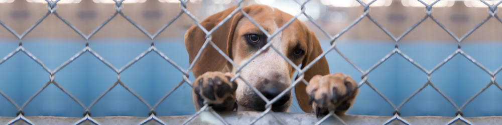 Franklin County Animal Control North Carolina